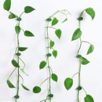 Adhesive vine guiding clips - Image 5
