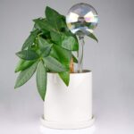Glass self-watering globes – Iridescent 2-pack – 2-pack - Image 5