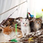 Bojafa Cat Toys for Indoor Cats Adult Interactive Kitten Feather Wand Toys 15Pcs - Image 6