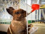 Cage-mounted rabbit water bottle – Clear – 600 ml - Image 7