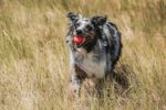 Chuckit! Rubber dog fetch balls - Image 2